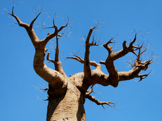 Fototapeta na wymiar African baobab