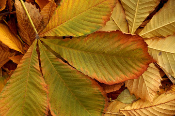 Autumn etude from fallen leaves