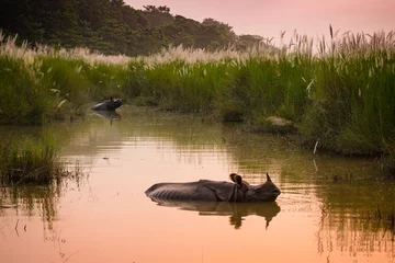 Nahtlose Fototapete Airtex Nashorn Indian one horned rhinoceros bathing in a river at dawn, in Chitwan National Park, Nepal  © Em Campos