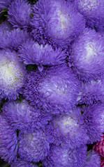 beautiful multicolored flowers of asters grown in the summer garden.