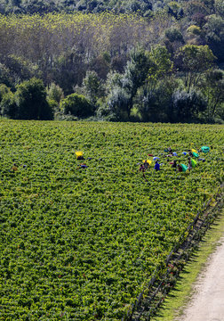 Women working in vendange of red wine