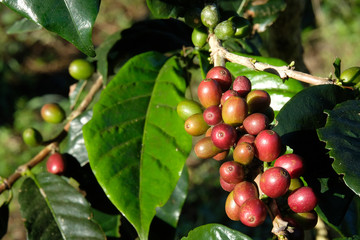 coffee bean on tree and leaf in nature