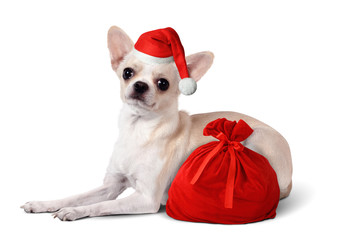 Dog with santa hat and gift bag, Christmas concept