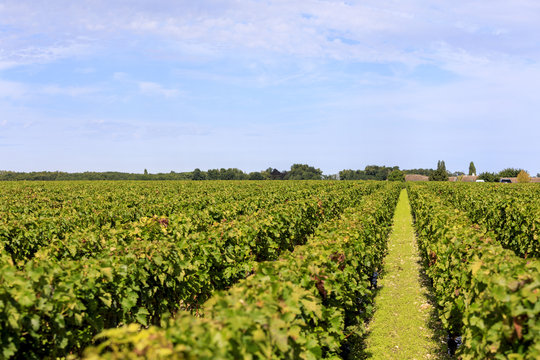 Vendange of Red Wine at Ch&acirc;teau Gruaud-Larose Grand Cru, Saint Julien, Bordeaux in France