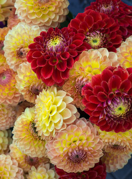 beautiful multicolored bouquets of dahlias grown in the summer garden.