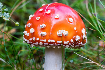 Closeup of a toxic red Amanita Muscaria mushroom,