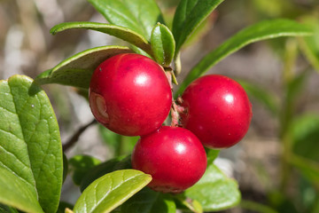 Closeup of red lingon berries on green plant