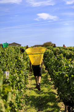 Vendange of Red Wine at Ch&acirc;teau Gruaud-Larose Grand Cru, Saint Julien, Bordeaux in France