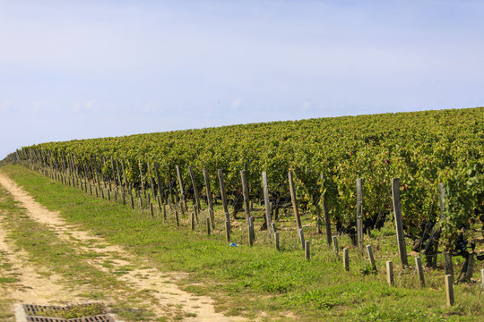 Vendange of Red Wine at Ch&acirc;teau Gruaud-Larose Grand Cru, Saint Julien, Bordeaux in France