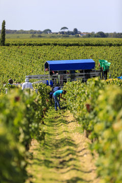 Vendange of Red Wine at Ch&acirc;teau Gruaud-Larose Grand Cru, Saint Julien, Bordeaux in France