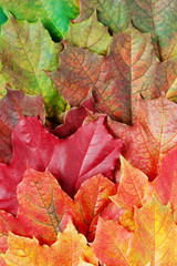 Layer of bright autumn leafs of maple
