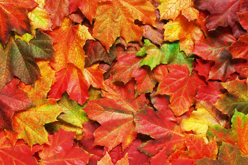 Layer of bright autumn leafs of maple