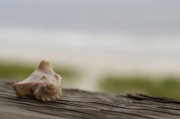 shell