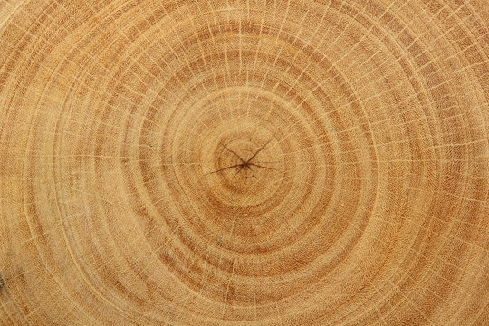Close-up wood grain of tree stump