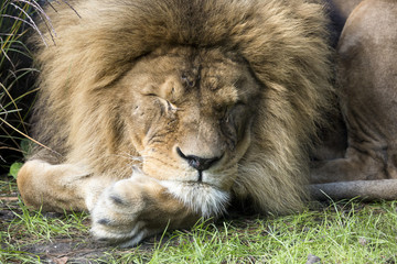 Leeuw ligt rust met kop op zijn poten.