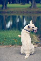 The Thai style white dog is sitting and turned back, It's tongue is hanging out from the mouth