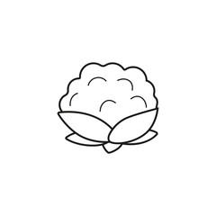 Cotton vector icon