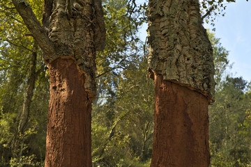 Cutting to extract the cork in the forest