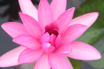 Beautiful pink lotus flower blooming in the pond.