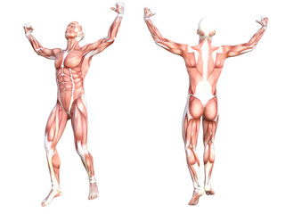 Conceptual anatomy healthy skinless human body muscle system set. Athletic young adult man posing for education, fitness sport, medicine isolated on white background. Biology science 3D illustration