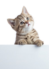 Funny cat kitten peeking out of a blank cardboard, isolated on white background