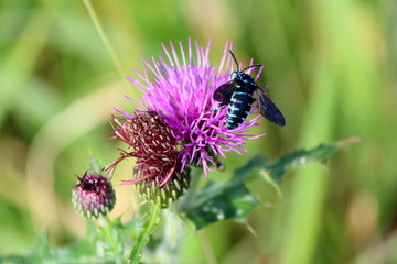 幸せを呼ぶ青い蜂 ブルー・ビー