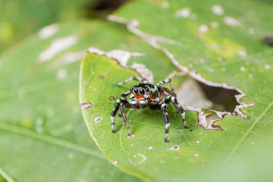 jumping spider Hyllus on a green leaf, extreme close up, Spider in Thailand