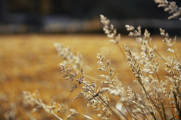 flowers and autumn landscape, with ocher and gold colors.