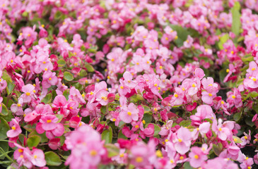 Pink summer flower fields. Floral blur background.