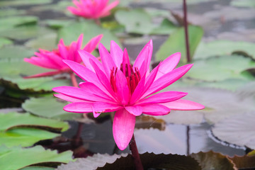 Beautiful pink lotus in pond.