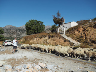 Älterer bärtiger Mann mit Kamera beobachtet eine Schafherde auf Kreta auf einem Ausflug mit...