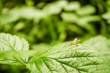 Mosquito on the sheet of blackberry 