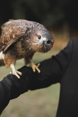 A Peregrine Falcon perched on a stump