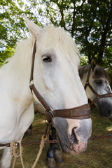 country horse white with harness