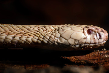 Cobras are deadly in Thailand.