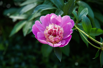 Pink peony with green foliage