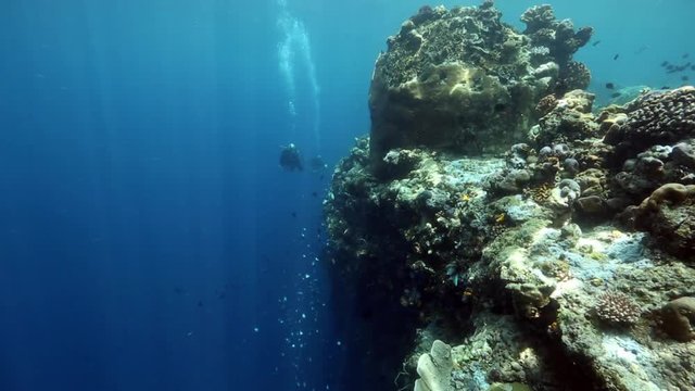 
Scuba divers exploring reef wall at Bunaken Island, Sulawesi, Indonesia 