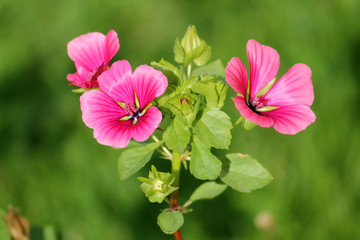 Lavatera or rose mallow pink flowers in garden