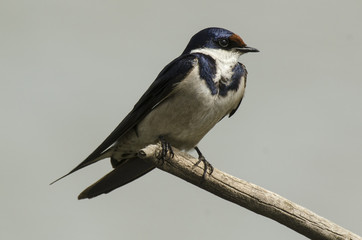Hirondelle à gorge blanche,.Hirundo albigularis, White throated Swallow © JAG IMAGES