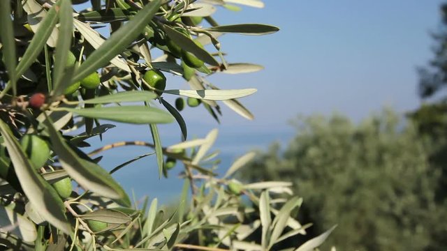 View on the canopy of green olive tree at Mediterranean sea.