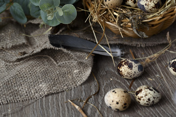 Quail eggs in a nest on a rustic wooden background. Healthy food concept.