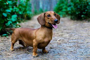 Beautiful red dachshund walks in a park amongst green trees outdoors.