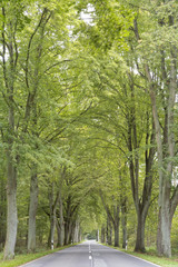 Baumallee in Brandenburg, Deutschland