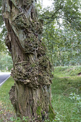 Stamm einer alten Akazie, Nahaufnahme