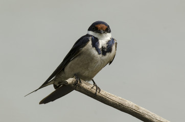 Hirondelle à gorge blanche,.Hirundo albigularis, White throated Swallow © JAG IMAGES
