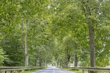 Baumallee in Brandenburg, Deutschland