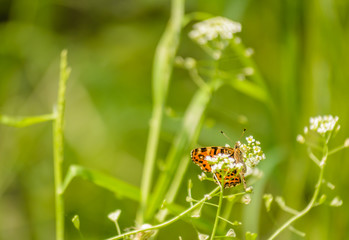 Orange butterfly in a natural environment 