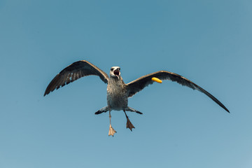 seagull in flight