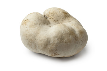 Fresh whole edible bovista