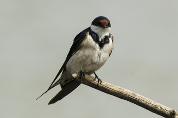Hirondelle à gorge blanche,.Hirundo albigularis, White throated Swallow © JAG IMAGES